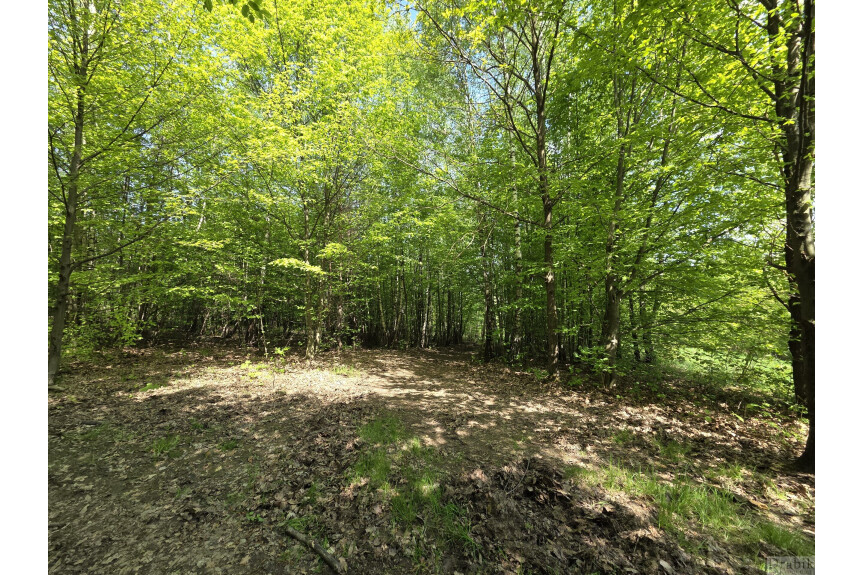 suski, Zembrzyce, Tarnawa Dolna, Działki leśne w Tarnawie Dolnej z dojazdem (użytki rolne wg ewidencji)