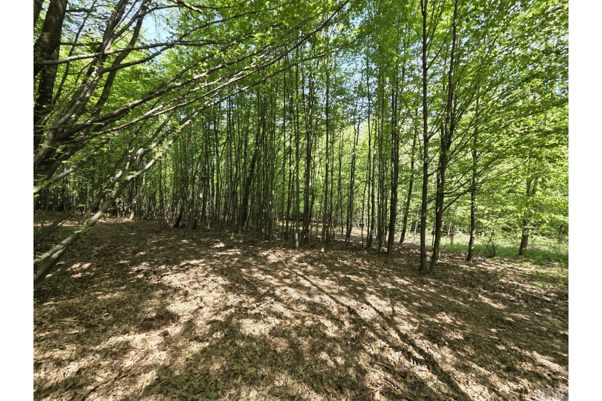 suski, Zembrzyce, Tarnawa Dolna, Działki leśne w Tarnawie Dolnej z dojazdem (użytki rolne wg ewidencji)