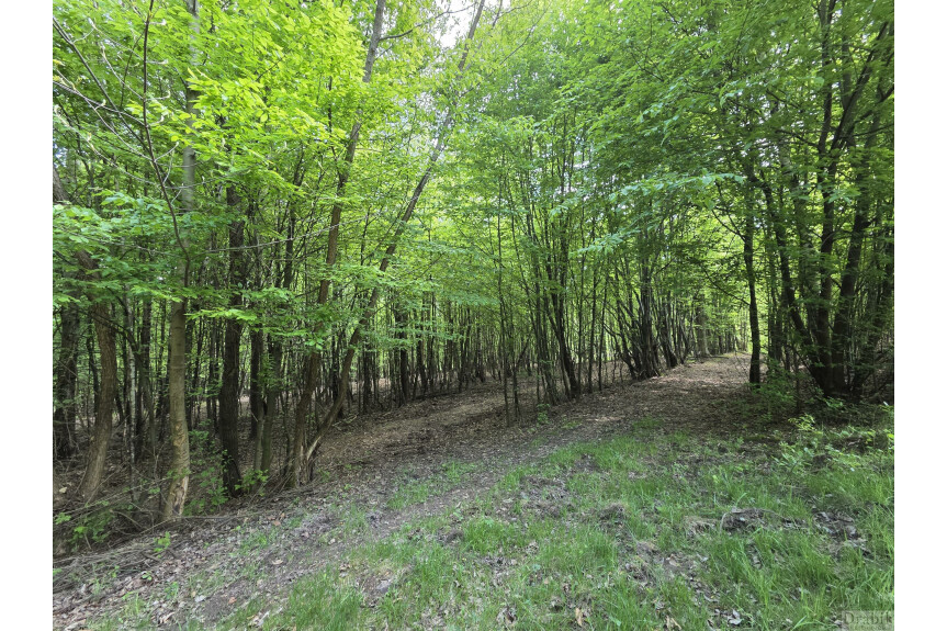 suski, Zembrzyce, Tarnawa Dolna, Działki leśne w Tarnawie Dolnej z dojazdem (użytki rolne wg ewidencji)