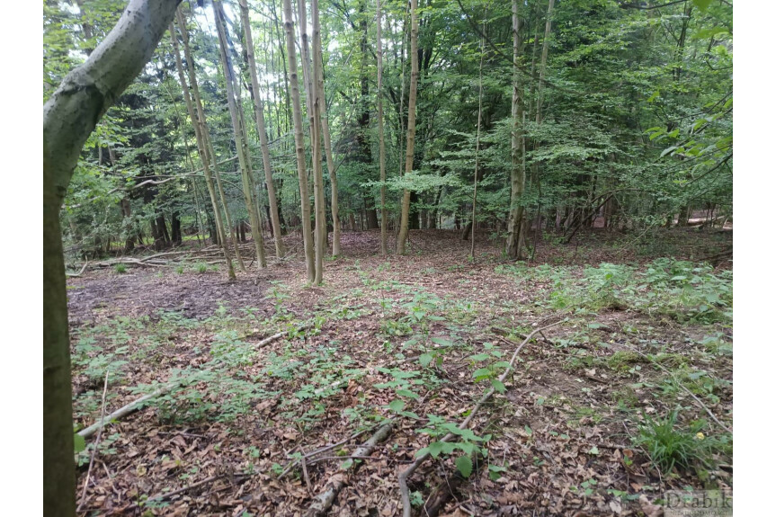 suski, Budz&oacute;w, Do kupienia działka rolno leśna w Budzowie